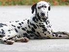 Dalmatian Male Dog for Crossing