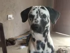 Dalmatian Male Dog