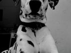 Dalmatian Male Dog for Crossing