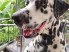 Dalmatian Male for Crossing