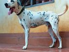 Dalmatian Male for Crossing