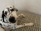 Dalmatian Male Dog