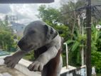 Dalmatian Male Puppy
