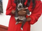 Dalmatian Mix