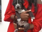 Dalmatian Mix Puppy