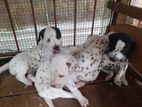 Dalmatian Puppies