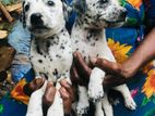 Dalmatian Puppies