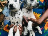 Dalmatian Puppies