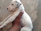 Dalmatian Puppies