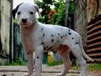 Dalmatian Puppies