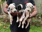 Dalmatian Puppies