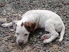 Dalmatian Puppies