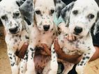 Dalmatian Puppies