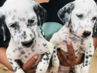 Dalmatian Puppies