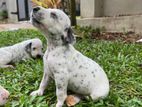 Dalmatian Puppy