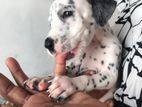 Dalmatian Puppies