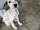 Dalmatian Puppies