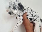 Dalmatian Puppies