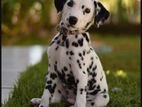 Dalmatian Puppies