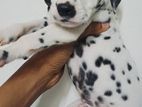 Dalmatian Puppies