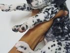 Dalmatian Puppies