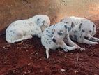dalmatian puppies