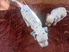 dalmatian puppies