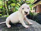 Dalmatian Puppies