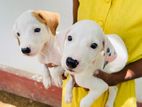 Dalmatian Puppy