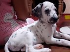 Dalmatian Puppy