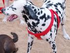 Dalmatian Puppy