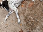 Dalmatian Puppy