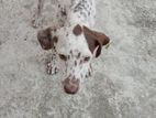 Dalmatian Puppy