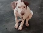 Dalmatian Puppy