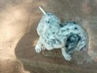 Dalmatian Puppy