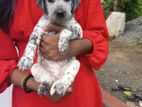 Dalmatian Puppy