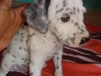 Dalmatian Puppy