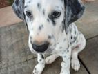 Dalmatian Puppy Male