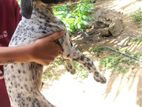 Dalmatien