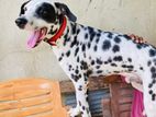 Dalmation Dog