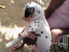 Dalmation Female Puppies