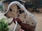 Dalmation Puppy