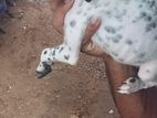 Dalmation Dog