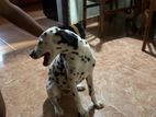 Dalmatian Puppy