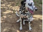 Dalmation Male Dog Stud Service