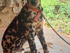 Dalmation Puppy