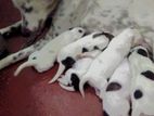 Dalmation Puppy