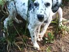 Dalmatian Female Puppy