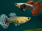 dambo ear guppy
