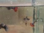 Dambo Ear Guppy